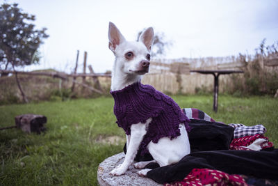 Cute healthy tiny dog with blue eyes sits with jumper in back yard