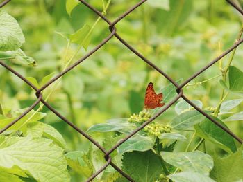 Side view of butterfly on leaf