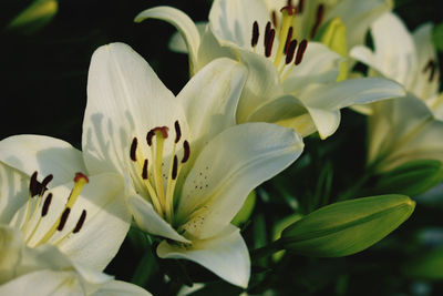 Close-up of white lily