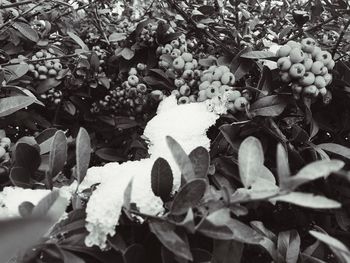 Close-up of leaves