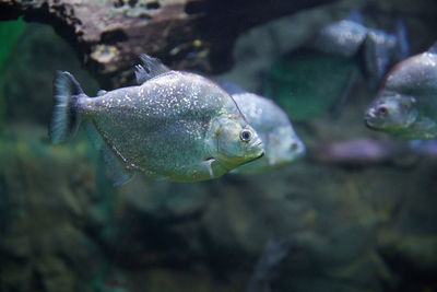 Close-up of fish swimming in aquarium