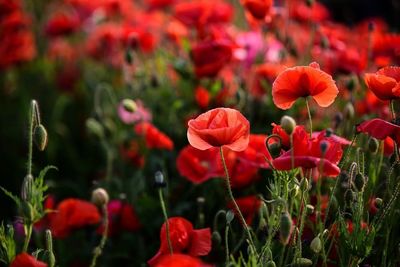 Close-up of red poppy blooming in field