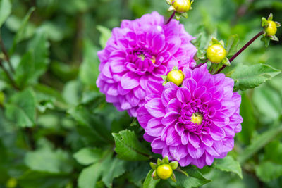 Close-up of pink flowering plant