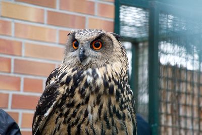 Close-up portrait of owl in cage at zoo