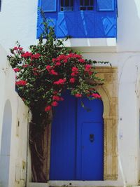 Plants growing in front of building