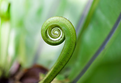 Fern in the spring forest