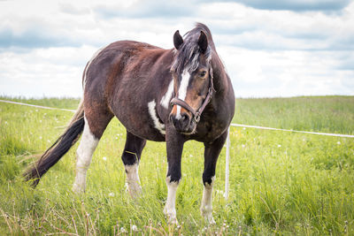 Horse standing in a field