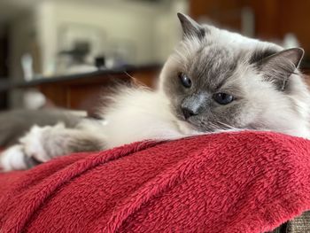 Close-up of kitten resting at home