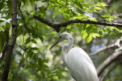 Low angle view of white bird perching on branch
