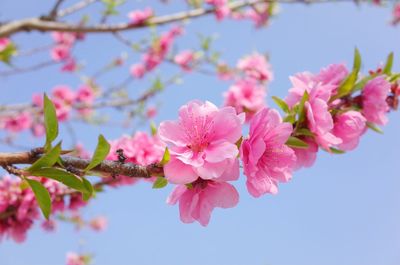 Low angle view of cherry blossom tree