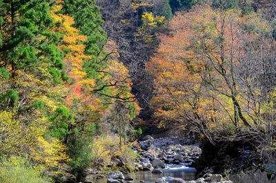 Trees growing in forest during autumn