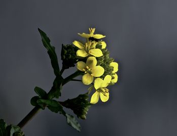 Close-up of yellow flowers against black background