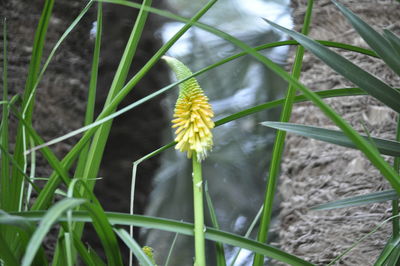 Close-up of yellow flower bud growing outdoors