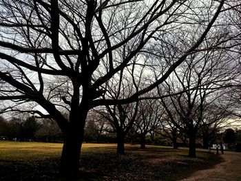 Bare trees in park