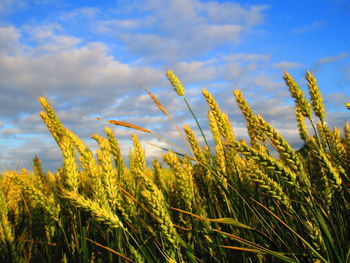 Close-up of stalks in field against cloudy sky