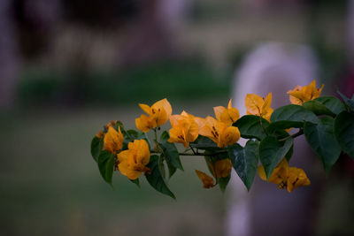 Close-up of yellow flowering plant