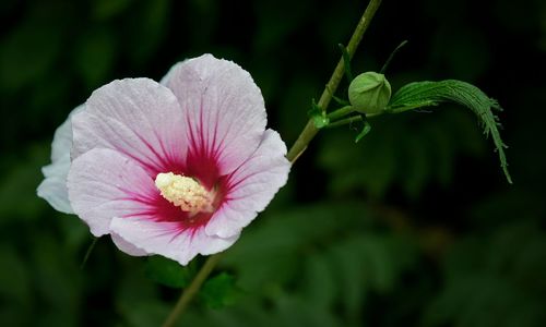 Close-up of pink flower