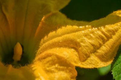 Close-up of flower blooming outdoors