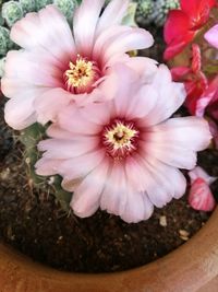 Close-up of pink flowering plant