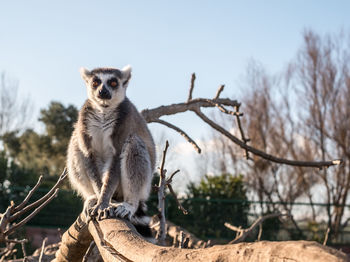Lemur sitting on branch against sky