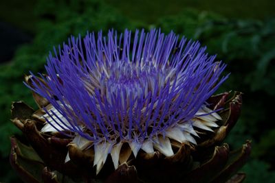 Close-up of purple flowering plant