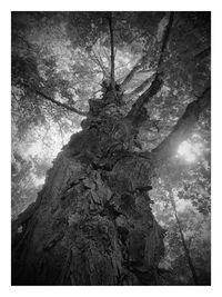 Low angle view of trees