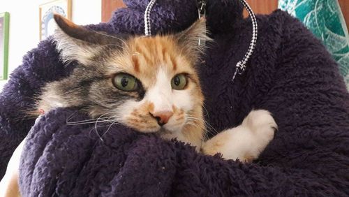 Close-up portrait of cat relaxing at home