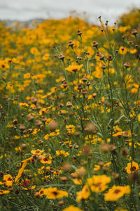 Close-up of yellow flowering plants on field