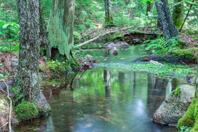 Reflection of trees in river