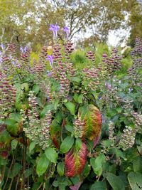 Close-up of plants