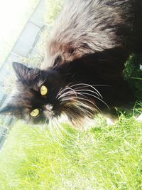 Close-up portrait of cat