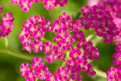 Close-up of pink flowers blooming outdoors