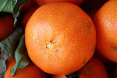 Close-up of orange