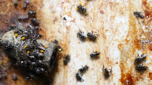 Close-up of flies on floor