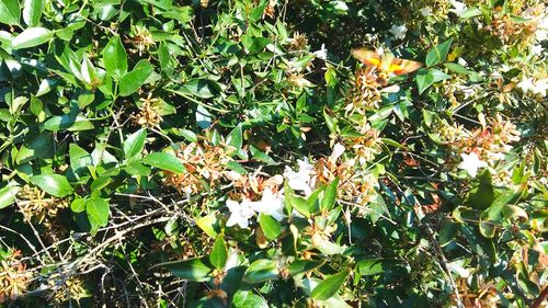 Plants growing on a tree