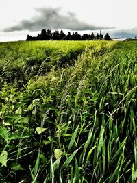 Scenic view of grassy field against sky