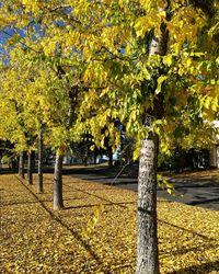 Trees in park during autumn