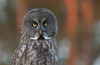 Close-up portrait of a owl