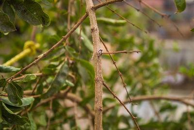 Close-up of plant on branch