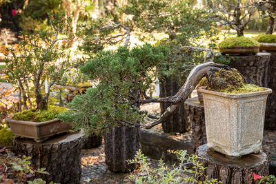 Plants against trees