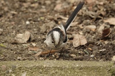 Close-up of a bird on ground