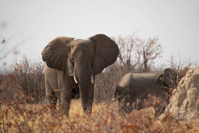 Elephants standing on field