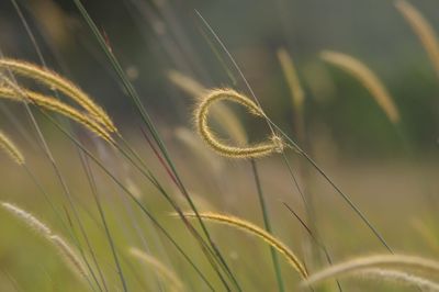 Close-up of stalks in field