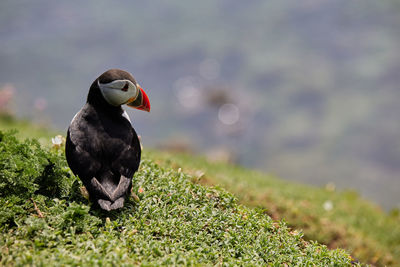 Puffin standing on a rock cliff . fratercula arctica 