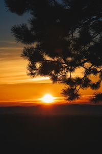 Silhouette tree against sea during sunset