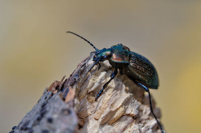 Close-up of insect