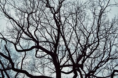 Low angle view of bare tree against sky