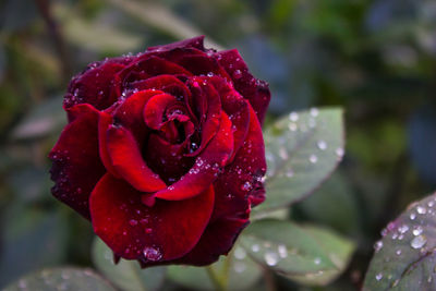 Close-up of wet red rose in rainy season