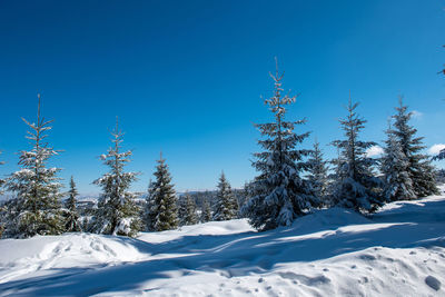 Snow covered trees against blue sky