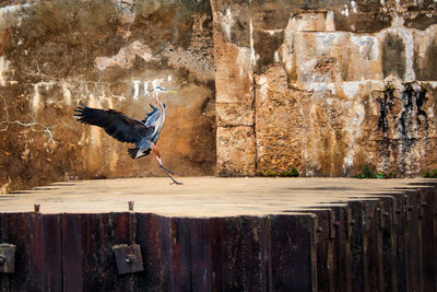 Bird perching on wooden post